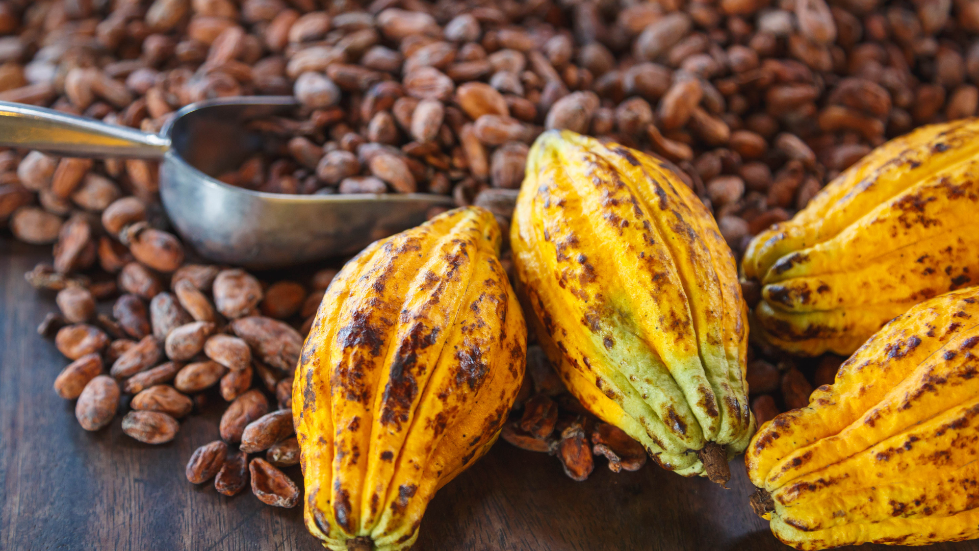 Cacao