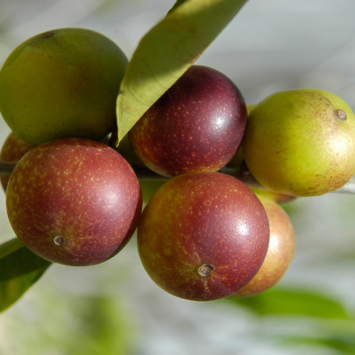 Camu Camu Whole Fruit